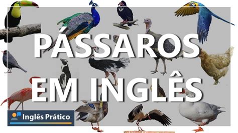 pássaro em inglês